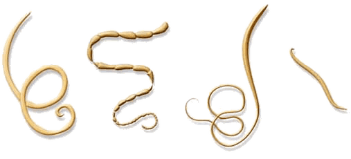 NEOflorax ajută împotriva tuturor helminților cunoscuți