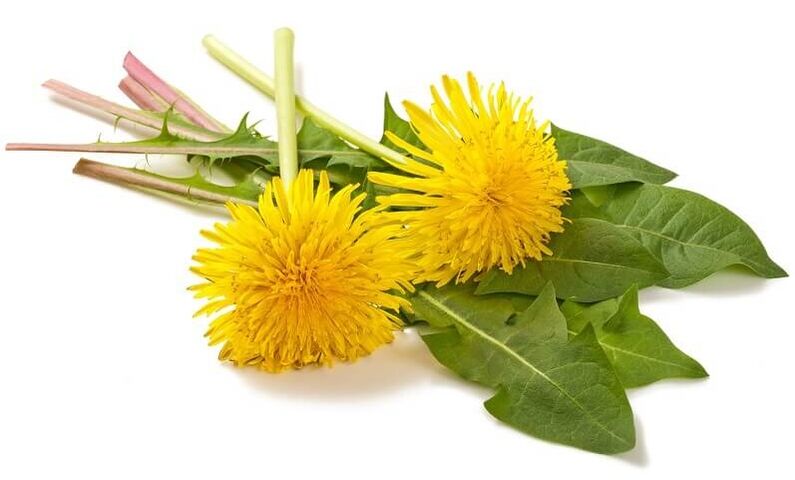 NEOflorax conține păpădie